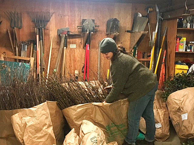 Caitlin Ames from The Vashon-Maury Island Land Trust bundles native bare-root trees and shrubs for the annual native plant sale last year. This year’s sale opens online on Jan. 2, 2019, and pick-up day is Feb. 2. More than a dozen species will be available, including Nootka rose, red-flowering currant, red-osier dogwood, and serviceberry (Vashon Land Trust photo).
