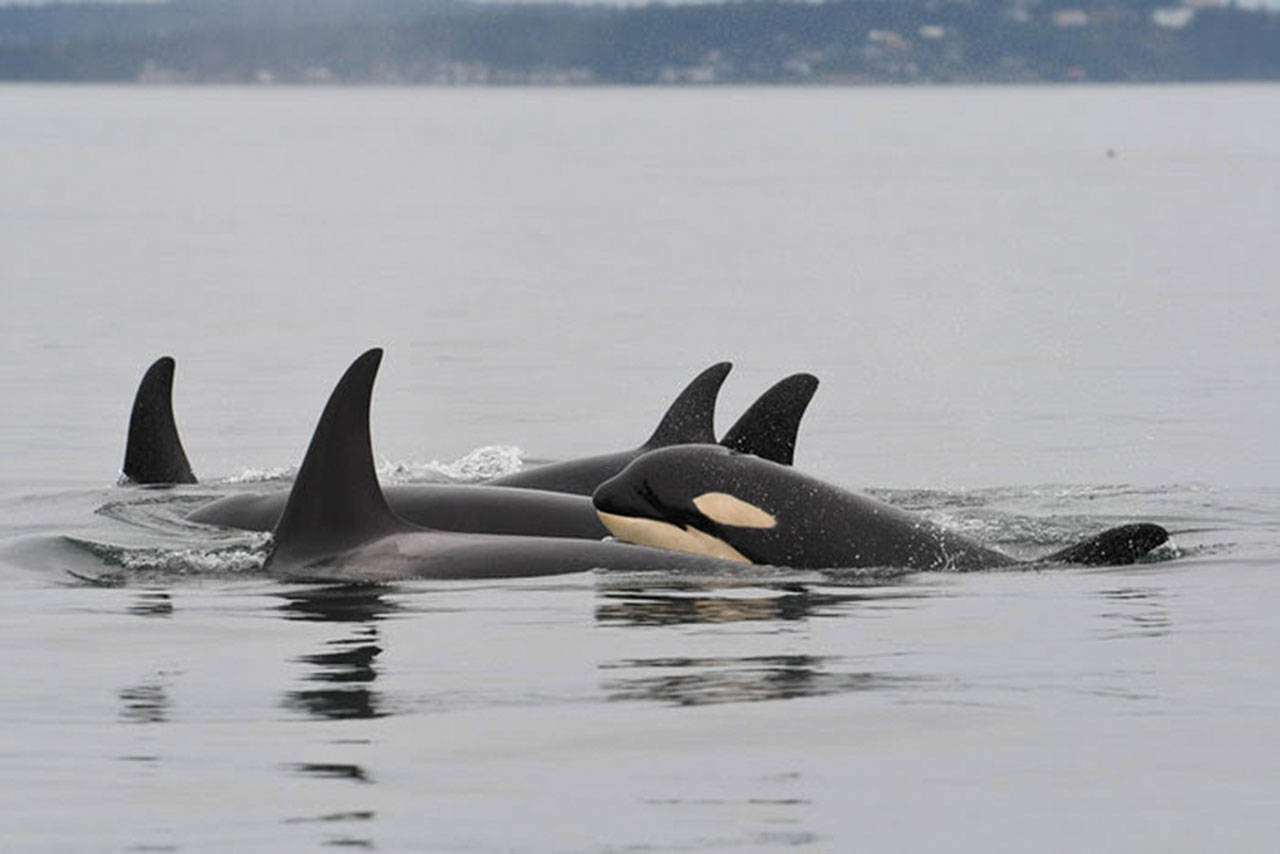 J-50, the young whale pictured, was a young southern resident orca that disappeared in early September and is presumed dead (Center for Whale Research Photo).