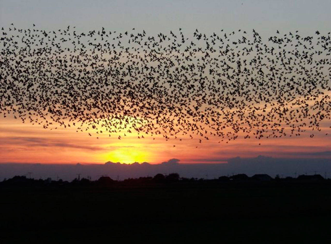 A “bird burst” (Ornithology.com photo)