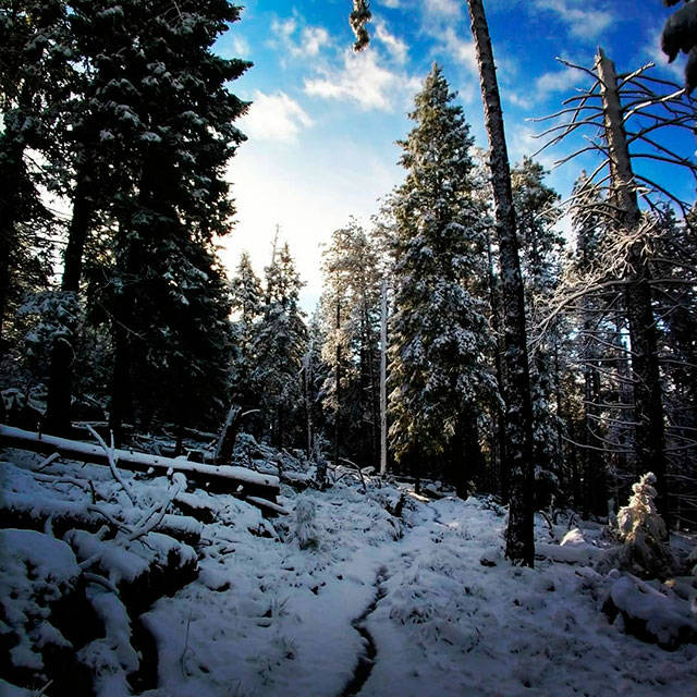 Jean Taggard is hiking the 800 mile Arizona National Scenic Trail. She has pushed through snowfall twice — once near Flagstaff, and again near the town of Pine, Arizona (Jean Taggard Photo).