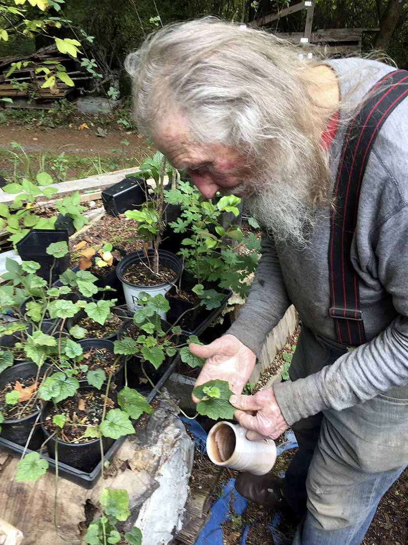 Native plant expert John Browne at his Judd Creek Nursery examining the small buds that emerge at the base of the leaves of a piggy-back plant, (Tolmeiea menziesii), that will develop into new plants. (Chris Woods Photo)