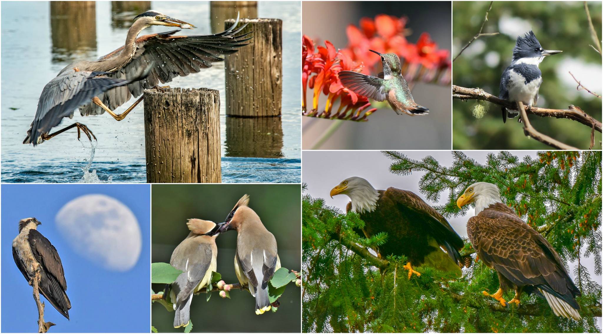 Island birds, clockwise from top left, include a great blue heron by Harvey Bergman, rufous hummingbird by Jim Diers, kingfisher by Sarah Driggs, bald eagles by Alice Burns, cedar waxwings by Jim Diers and an osprey by Jim Diers.