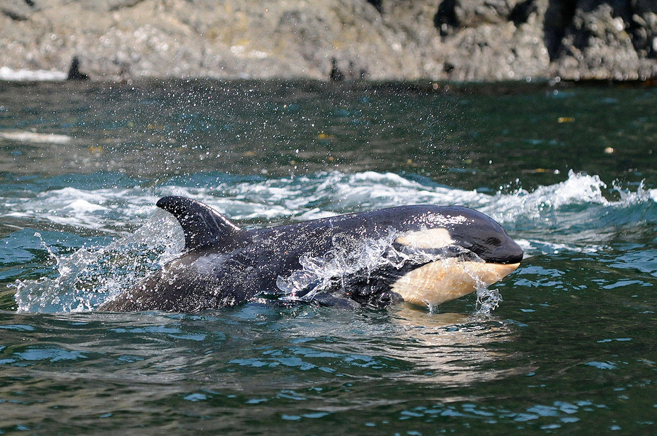 J-50, pictured, was a young southern resident orca that disappeared in early September and is presumed dead (Center for Whale Research Photo).