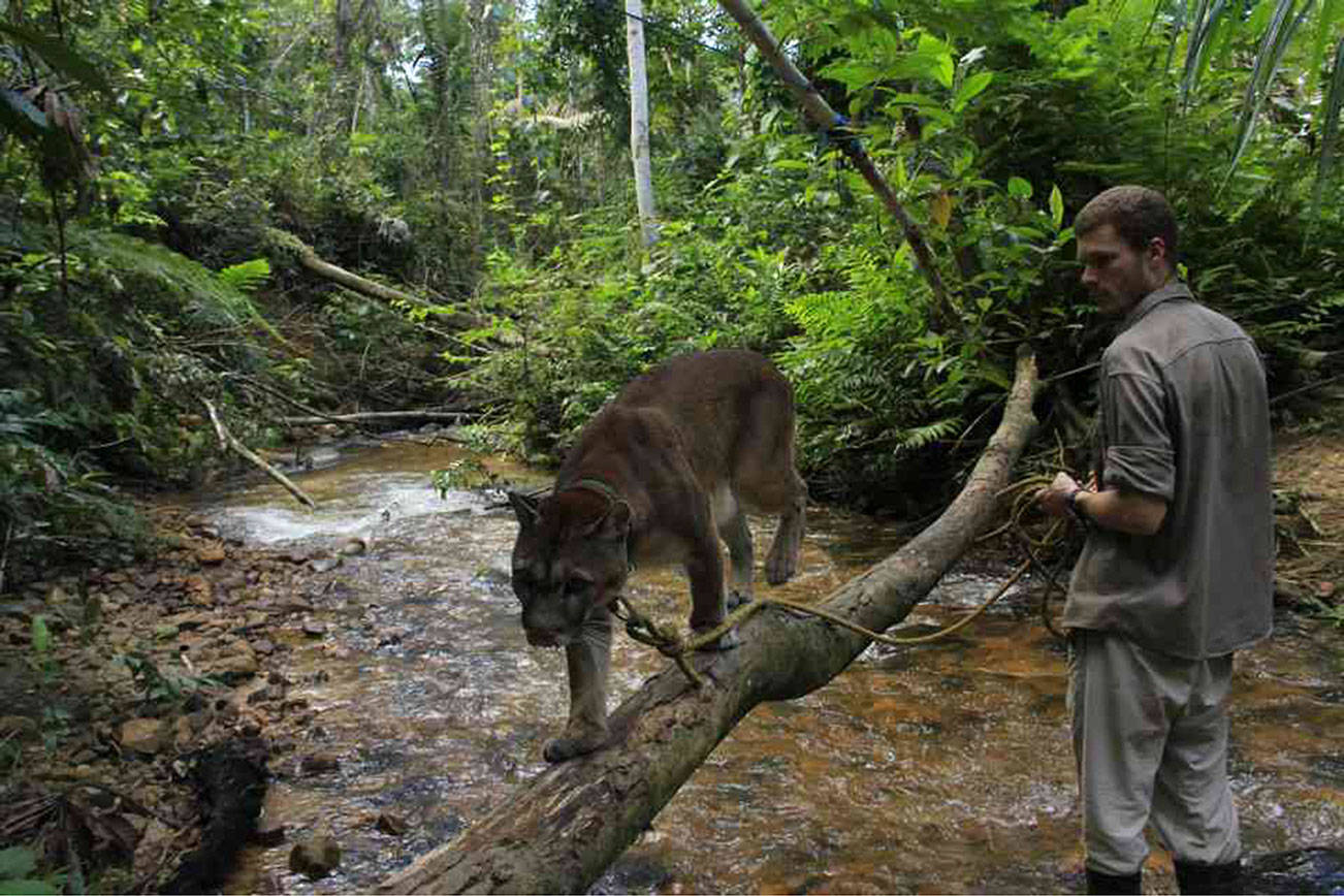 Islanders have ‘no words’ after caring for rescued pumas in Bolivia