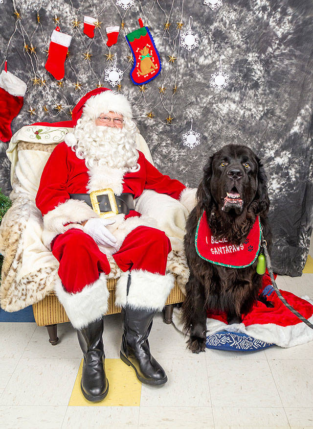 Unofficial mayor of Vashon and Newfoundland therapy dog Goliath poses with Santa in between his mayoral duties. (Josh Manwaring photo)