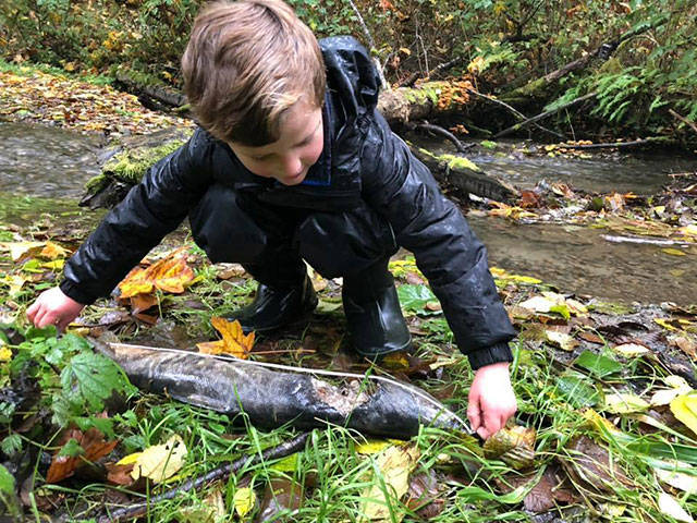 Brody Keenan measures a chum salmon found along Shinglemill Creek in November (Kelly Keenan Photo).