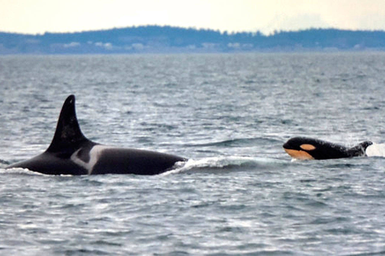 The newest member of the southern residents, L124, keeps pace with the oldest living southern resident, Ocean Sun (L25), who is estimated to be 91 years old, last Friday in the Straight of Juan de Fuca (Dave Ellifrit/Center for Whale Research Photo).