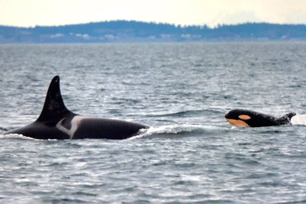 The newest member of the southern residents, L124, keeps pace with the oldest living southern resident, “Ocean Sun” (L25), who is estimated to be 91 years old, last Friday in the Straight of Juan de Fuca (Dave Ellifrit/Center for Whale Research Photo).