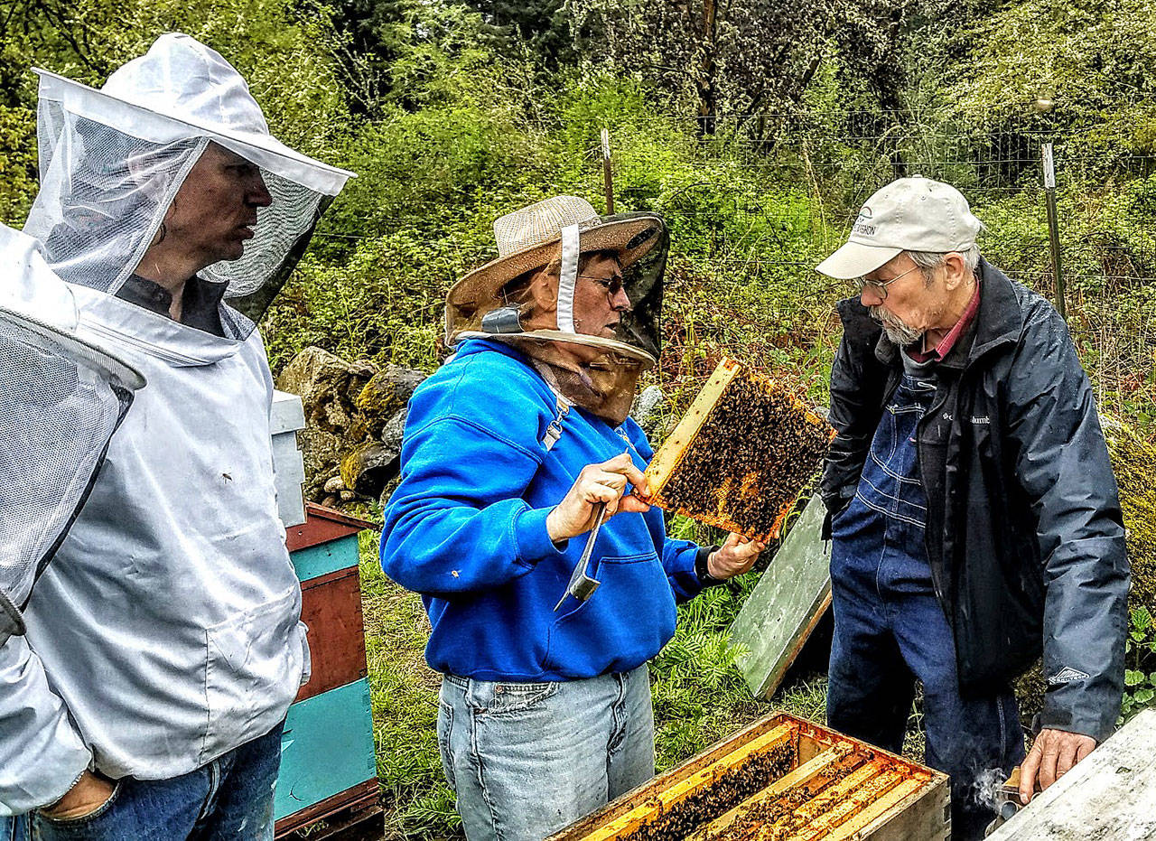 At the club’s apiary last spring, Ian Moore, Annie Myers and Steve Rubicz examine a hive. Club President Theo Eicher says the wood frames tell beekeepers a lot about the condition of the hive, including if the bees have enough food, if the queen is alive and well, or if there are diseases present. (Courtesy Photo)