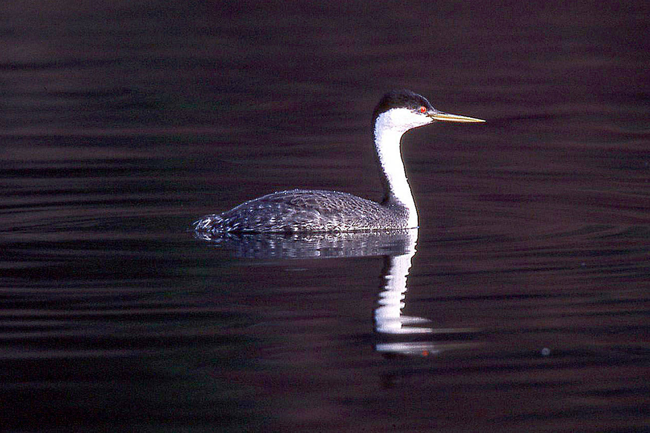 Peter Murray Photo                                A Western grebe swims in Quartermaster Harbor in February 2000, the year it was declared an Important Bird Area.