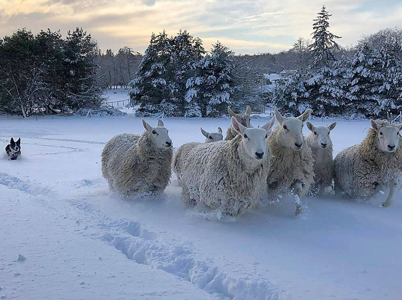Lyndsey Braun-Palmer’s border collie Hank rounds up sheep in the recent snow (Lyndsey Braun-Palmer Photo).