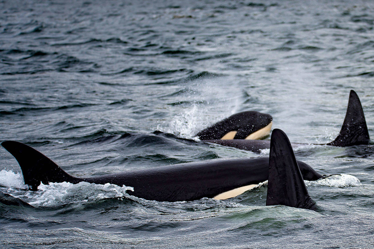 Lawmakers propose new watercraft restrictions to save southern resident orcas