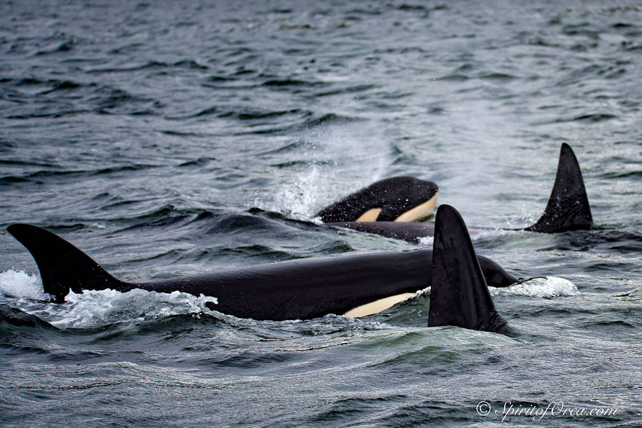 Puget Sound’s southern resident orcas, who use echolocation to find food, may be protected by a speed limit for vessels approaching the endangered species (Ken Rea, SpiritofOrca.com Photo).