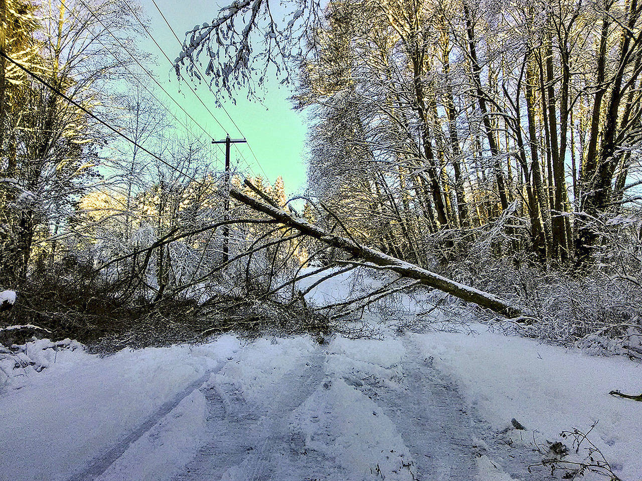 A fallen tree near Froggsong Gardens in Burton blocks the road after the snowstorm earlier this month. Obstacles such as fallen trees and abandoned cars make the job of clearing roads difficult for road crews to clear snow in King County, and the budget for snow removal is limited. (Paul Rowley/Staff Photo)
