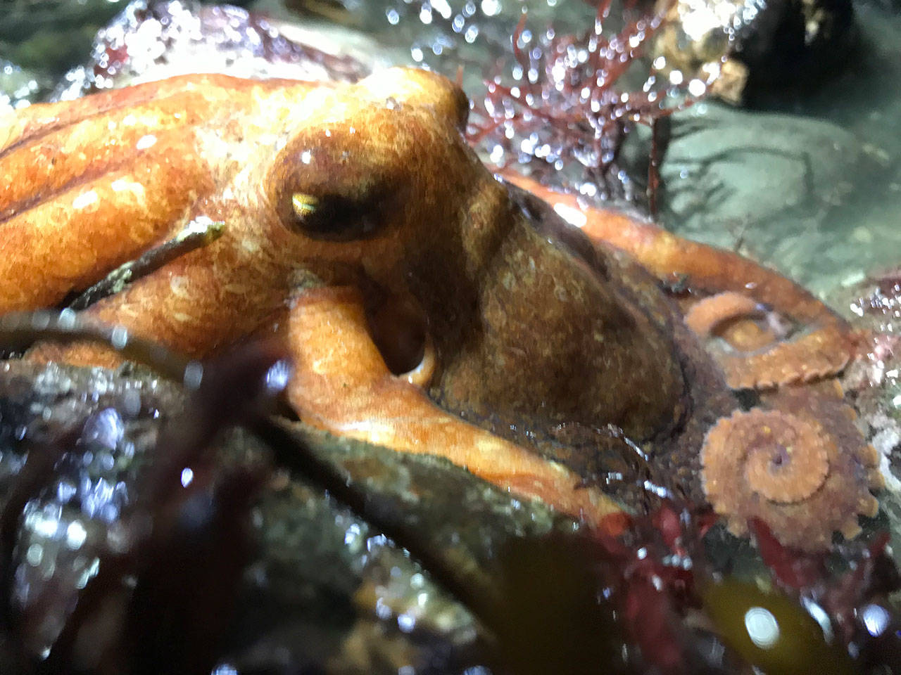 A small specimen of a giant Pacific octopus was one of the many species discovered at the Full Moon Beach Walk conducted last month by the Vashon Nature Center’s Beach Naturalists. More than 150 participants observed sunflower sea stars, bioluminescent sea pens and an assortment of nudibranchs illuminated by the full moon eclipse (Bianca Perla Photo).