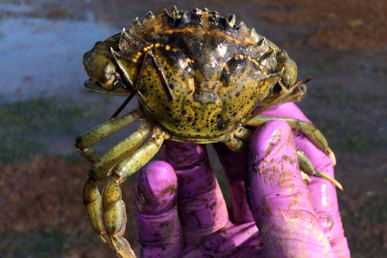 Islanders invited to training, hunt for invasive crab