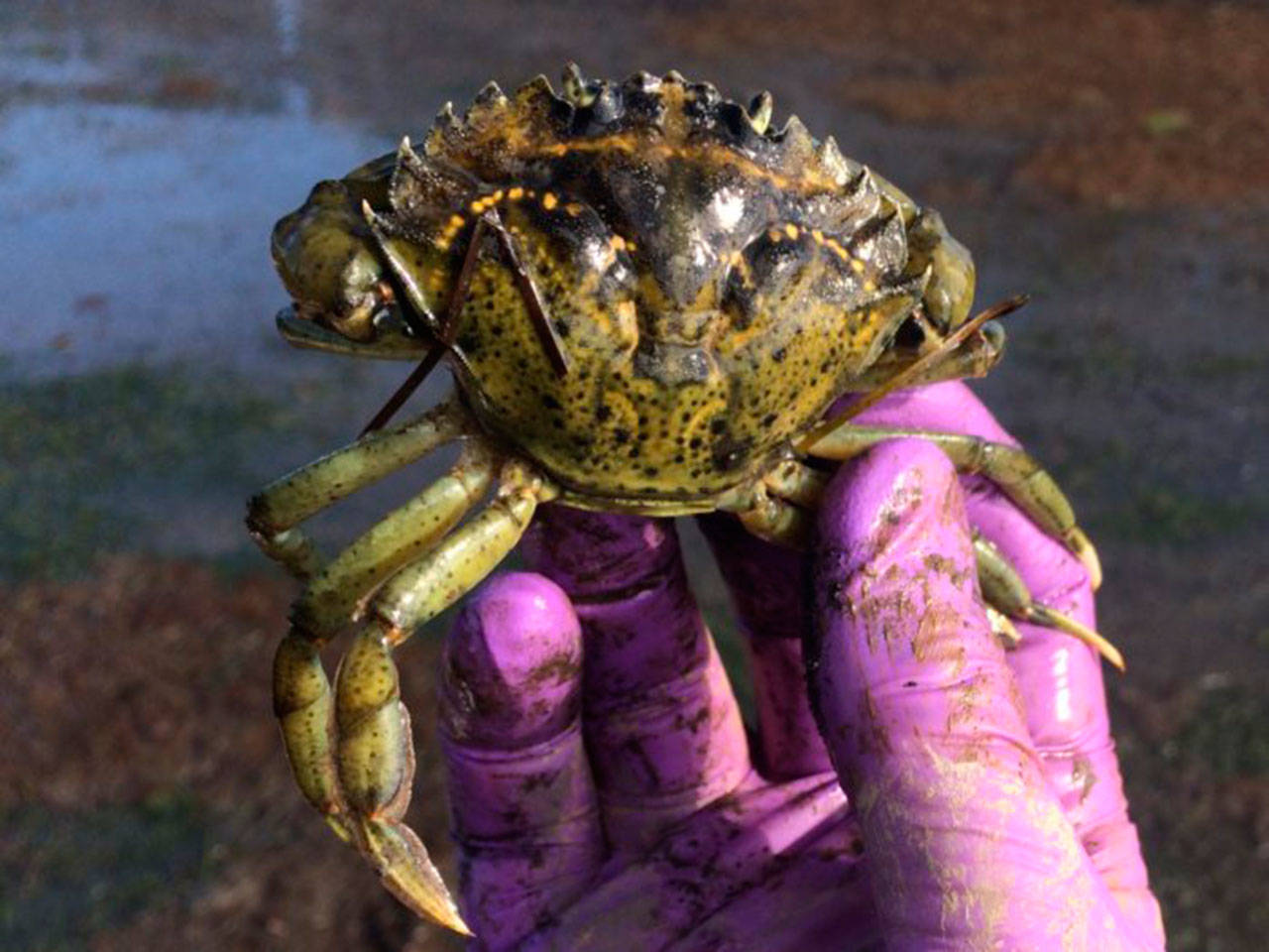 The European green crab can appear native to the waters where they settle (Jeff Adams Photo).