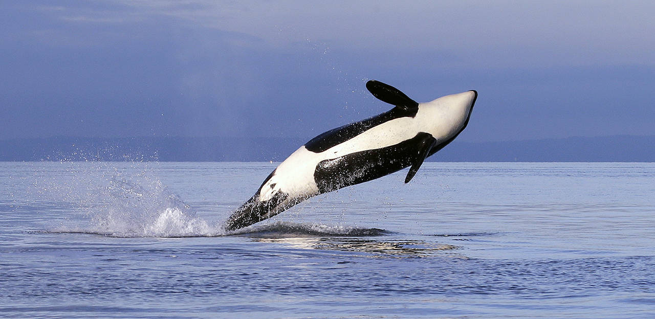 An endangered female orca leaps from the water in January, 2014, in Puget Sound, west of Seattle as seen from a federal research vessel that has been tracking the whales. (Elaine Thompson / Associated Press file photo)