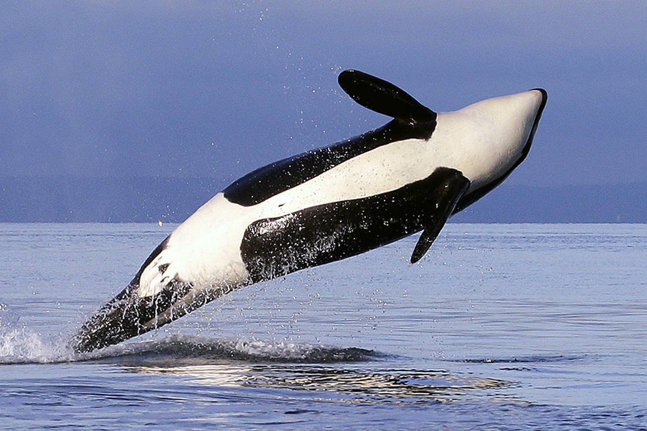What look at Snake dams can mean for orcas, us