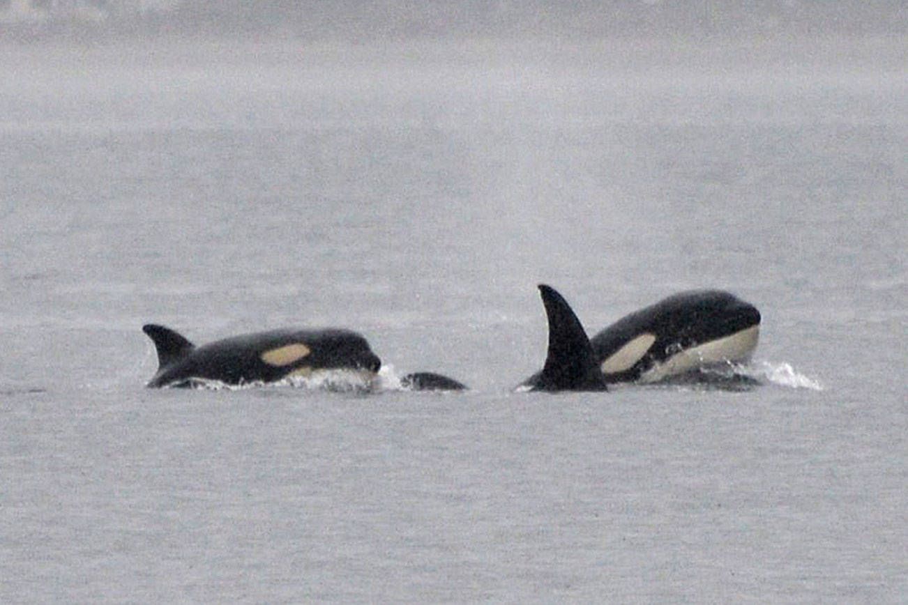 Transient orcas visit Vashon in droves