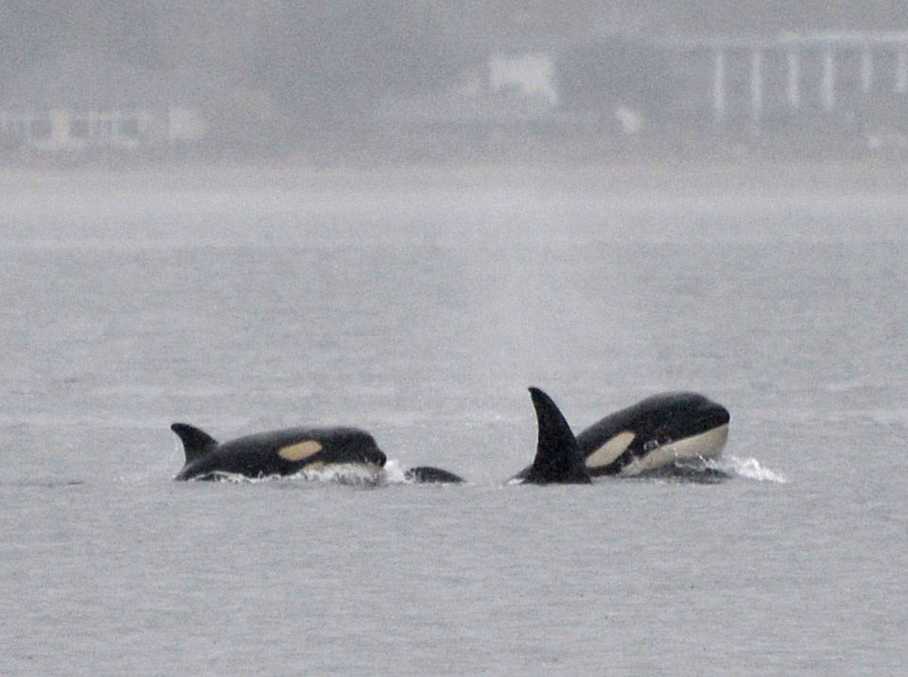 Transient orcas swim by Point Robinson on April 5. The group included its newest member, T36B3, left (Kelly Keenan Photo).