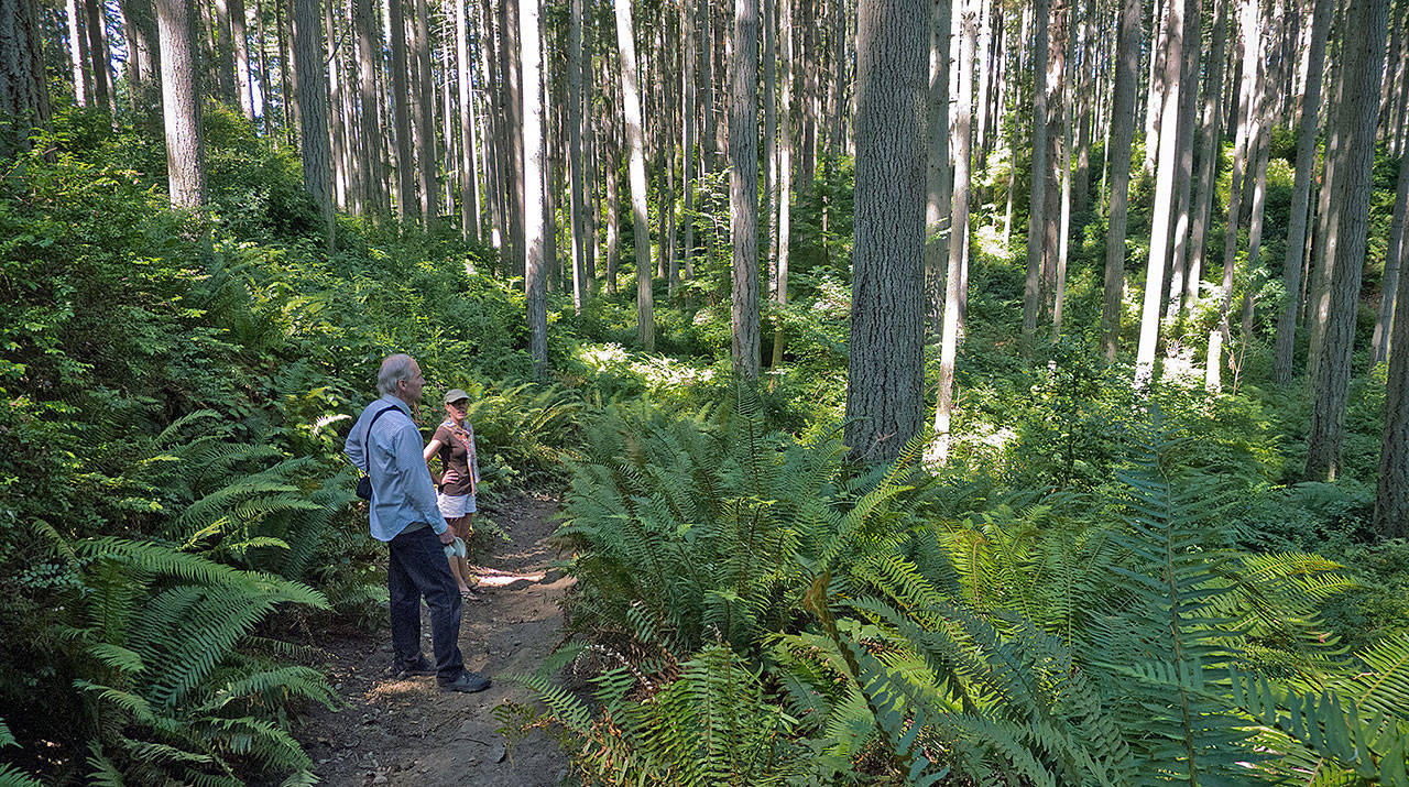 Walkers rest amid the trees at Island Center Forest. Many trees around Western Washington are struggling, including Western hemlock on Vashon, likely from drought stress (Susie Fitzhugh Photo, above, Kent Phelan Photo, front).