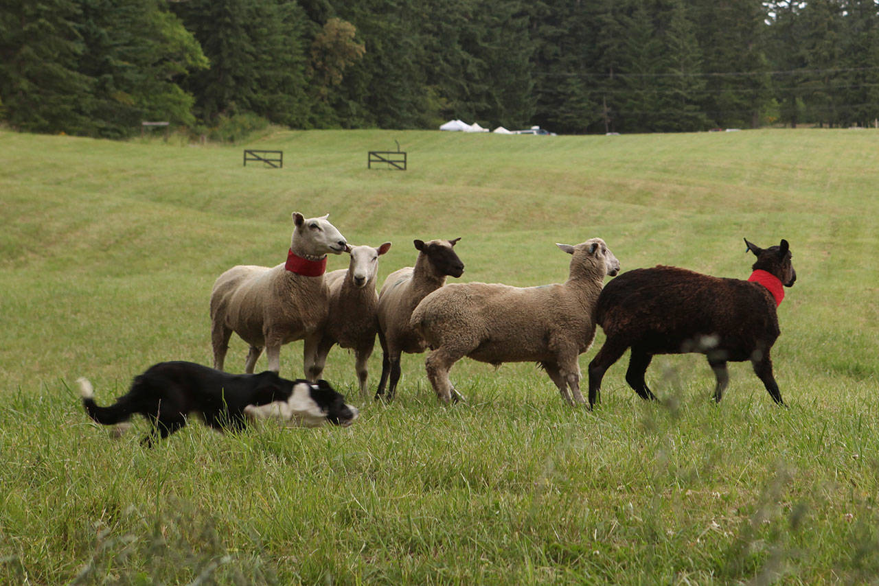 Linda Crayton Photo                                Most of the dogs herding the sheep at the event will be border collies, working dogs known for their speed and intelligence.