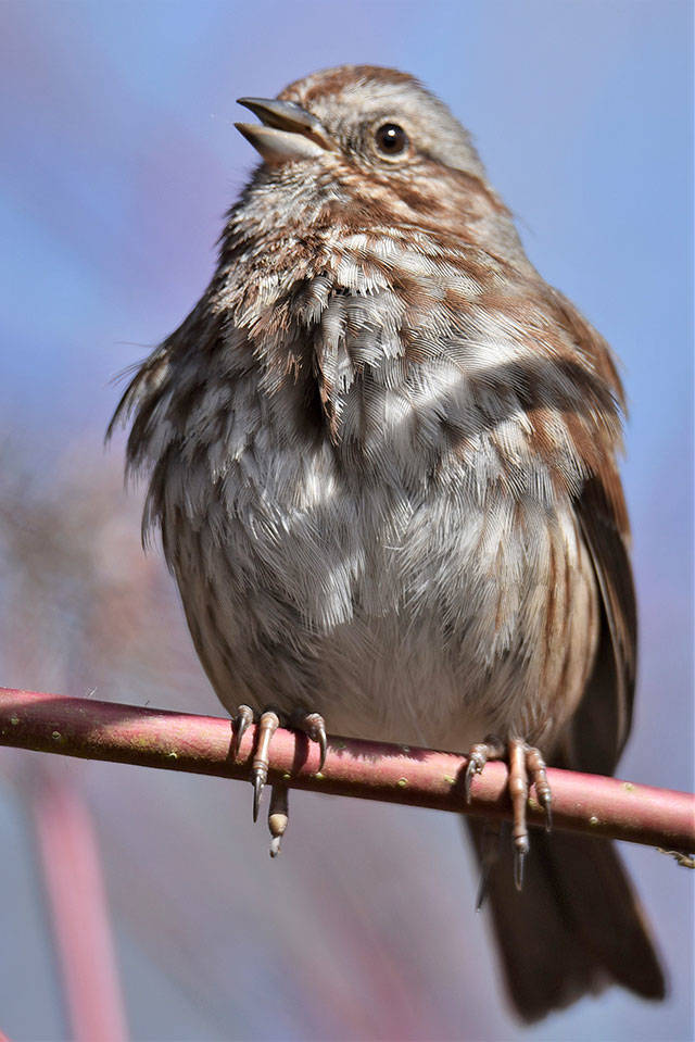 A song sparrow (Jim Diers Photo).
