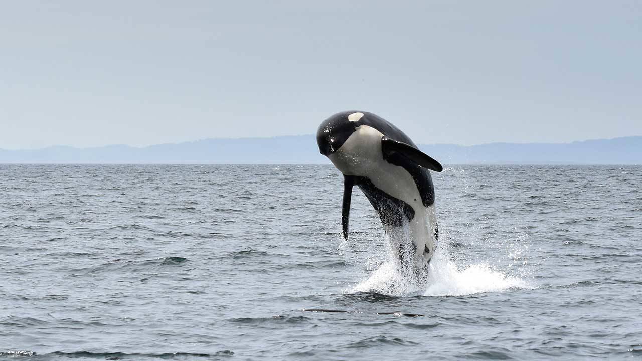 The southern residents depend on chinook as their primary food source, but less fish has led several orcas to die of malnourishment in recent years (Heather Macintyre Photo).