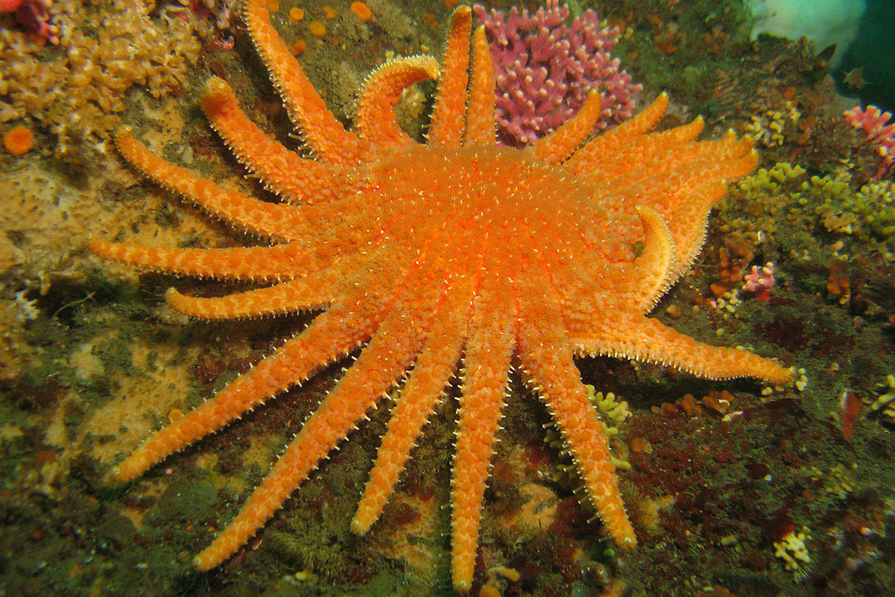 A hope for sea stars, healthy oceans