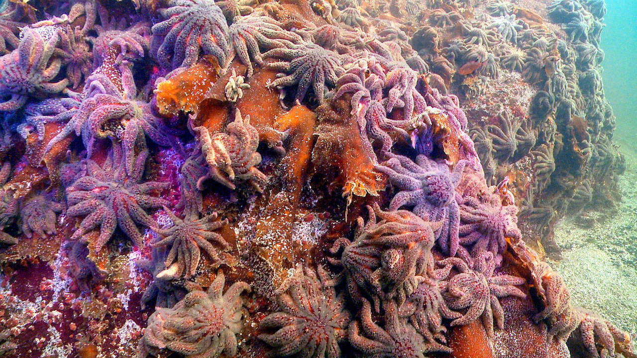 Sunflower sea stars near Croker Island in British Columbia in 2013. Three weeks later, they were gone (Neil McDaniel Photo).