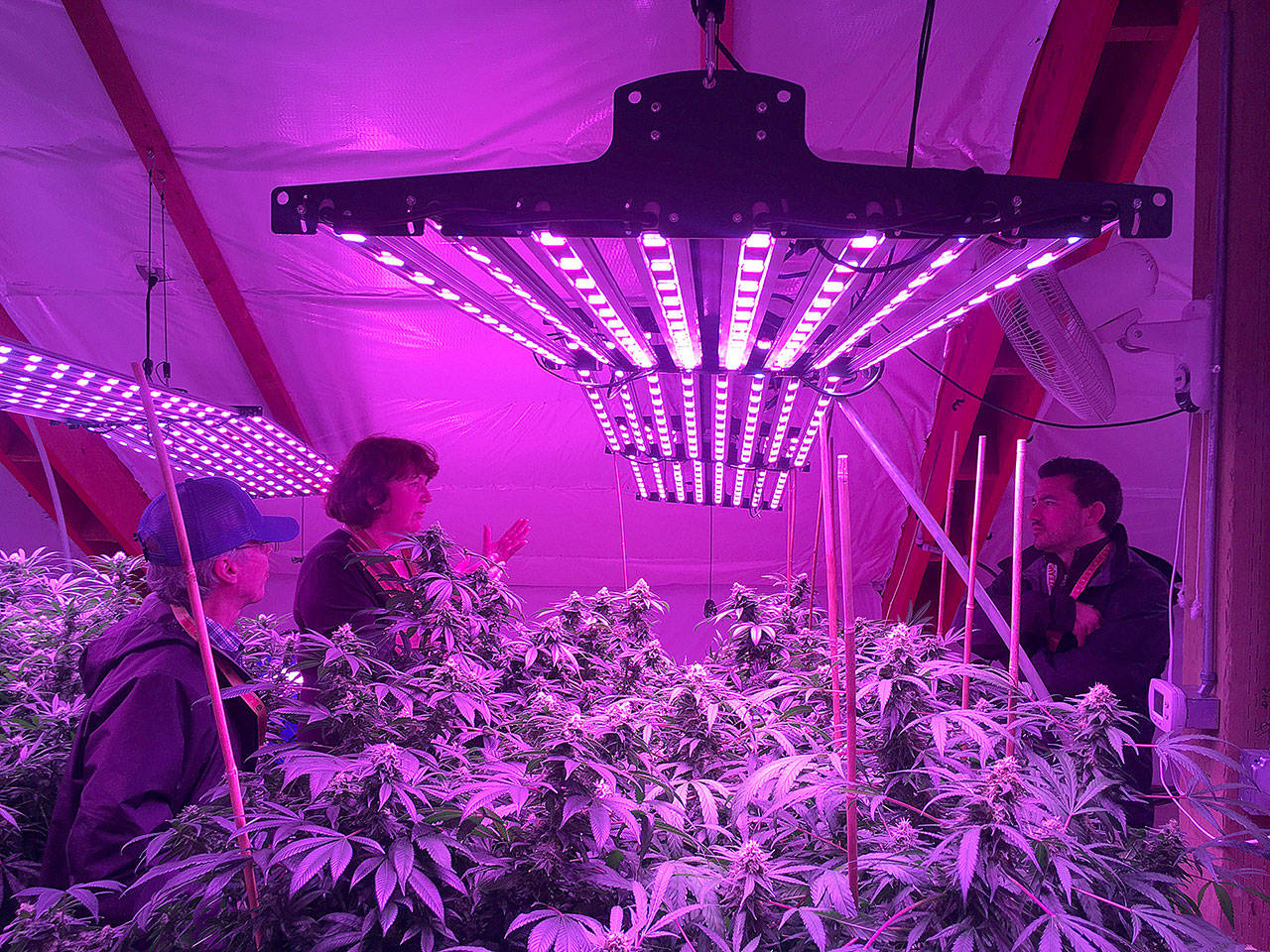 Susan Gress leads neurologist and prominent cannabis researcher Ethan Russo through her cannabis farm. Her business, Vashon Velvet, closed last month (Courtesy Photo).