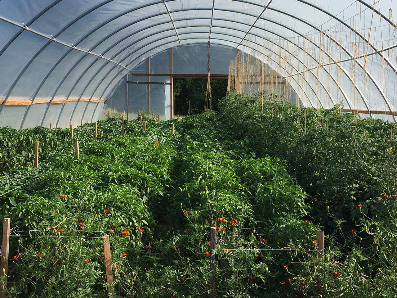 Summer crops fill the greenhouse at the Land Trusts Matsuda Farm. This fall, the Vashon-Maury Island Garden Club will share this space with the Land Trust to grow plants for their annual plant sale in May (Chris Woods Photo).