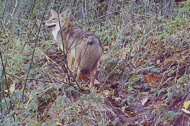 This coyote, in Dockton last September, was captured on a wildcam. (Vashon Nature Center/Bob Lane Photo)
