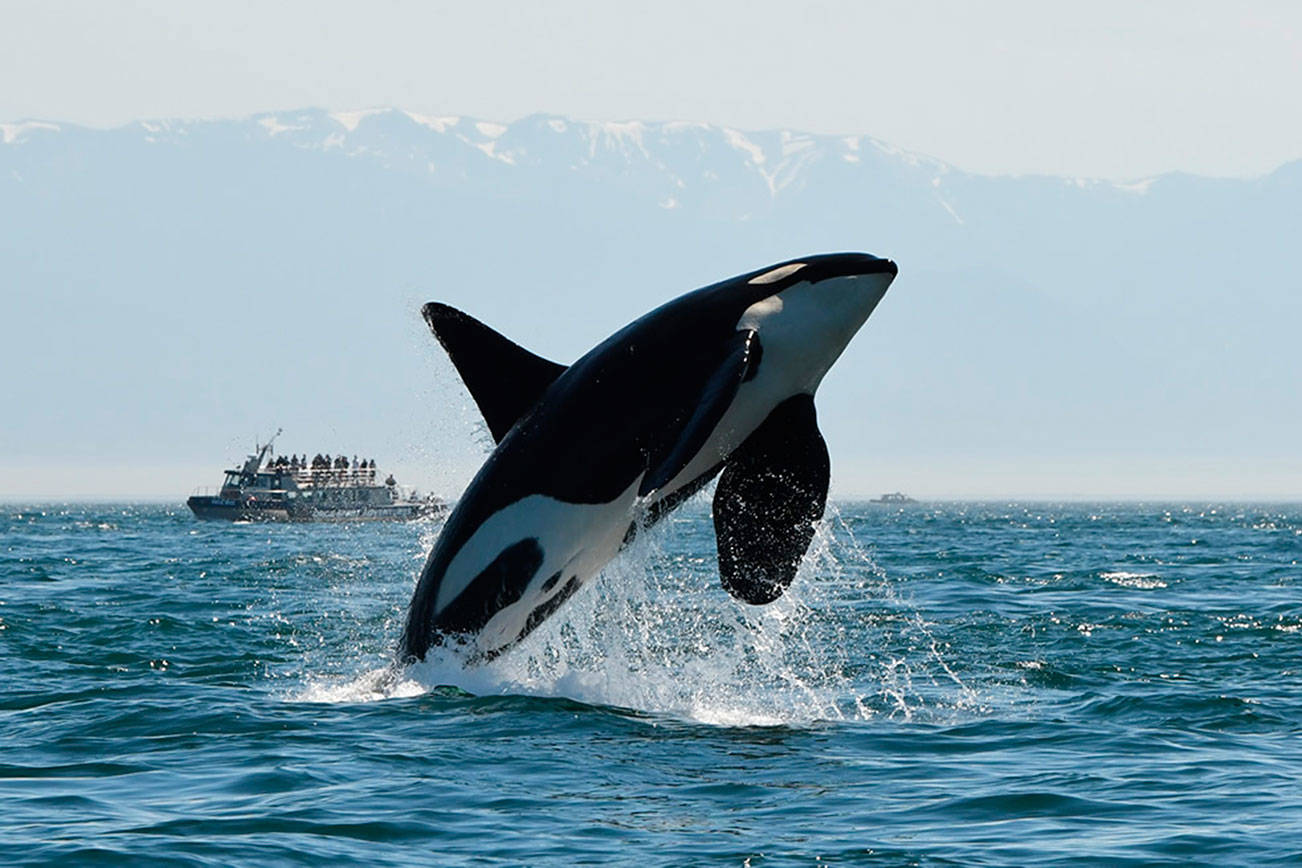 Orcas, salmon face myriad challenges