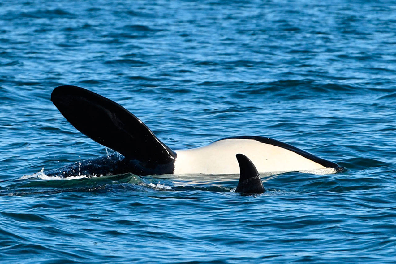 J17 showing peanut head, a sign of malnourishment (Dave Ellifrit, Center for Whale Research Photo).