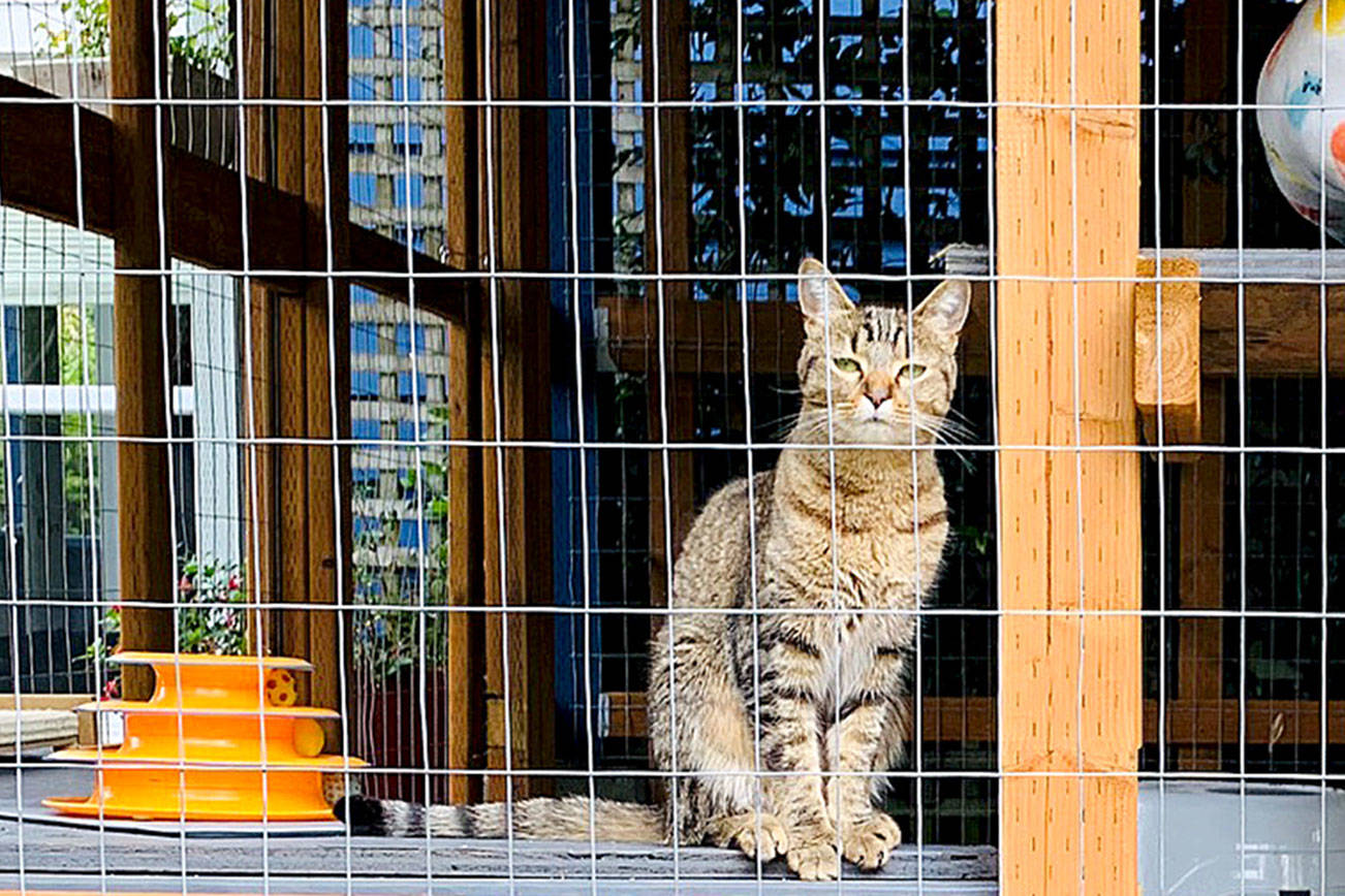 Weekend catio tour highlights pet safety