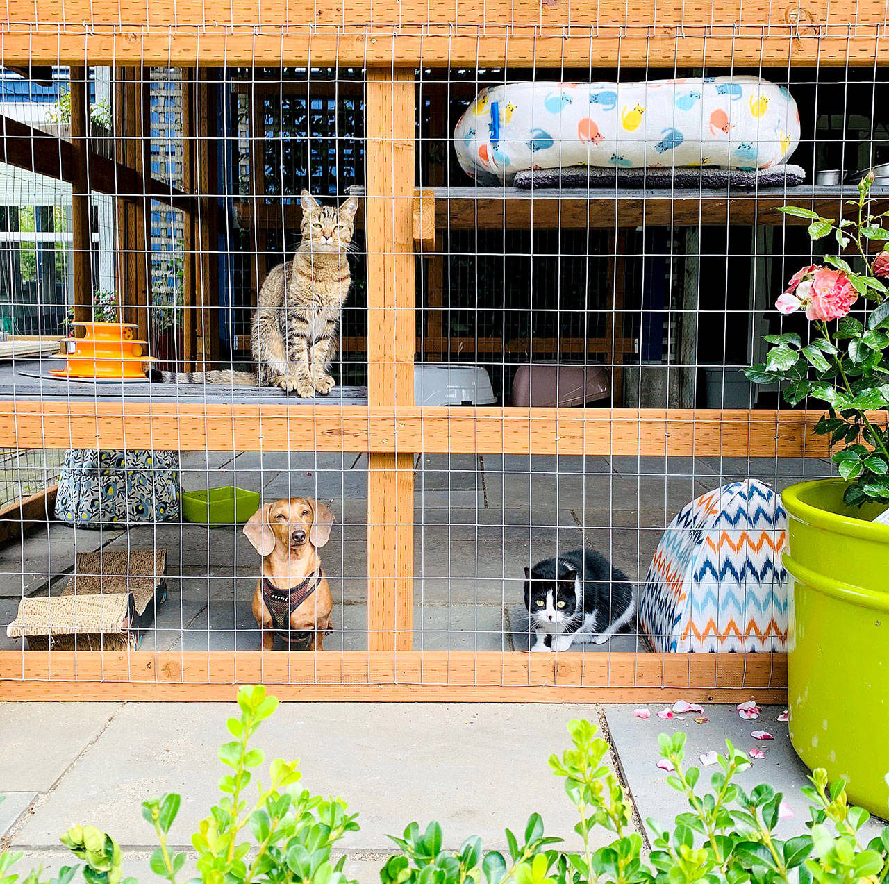 Weekend catio tour highlights pet safety