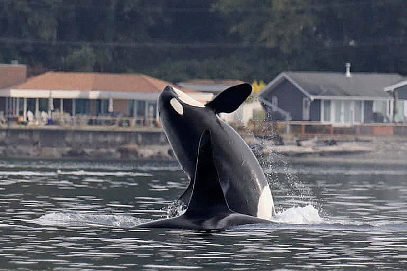 Orcas visit island waters