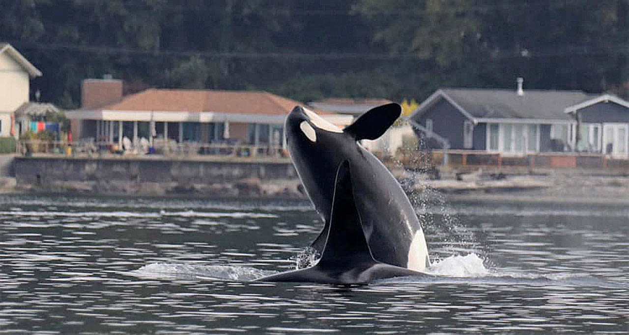 Orca mother Slick (J16) breaches next to her son Mike (J26) in Colvos Passage last Tuesday (Noelle Morris Photo).