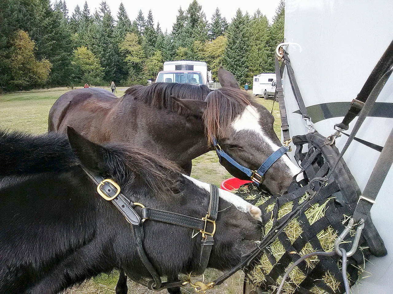 Amore and Gingersnap munch on a snack at Paradise Ridge (Paul Rowley/Staff Photo).