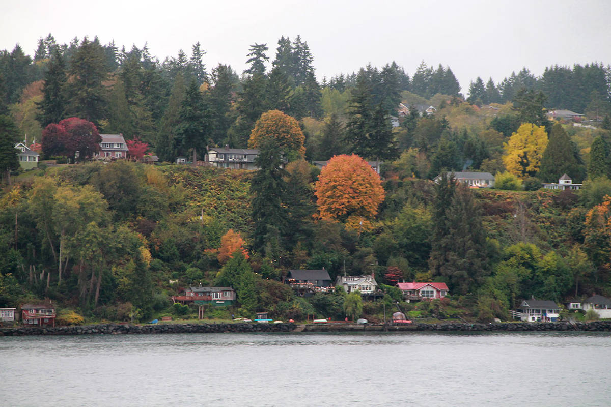 A hillside overlooking Puget Sound on the north end of the island. Geologists have concluded for some time that most of Vashon’s shorelines are at risk of landslides (Paul Rowley/Staff Photo).