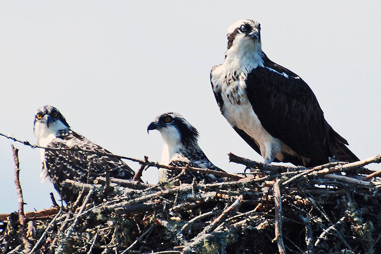 Once perched on light pole, ospreys find new home