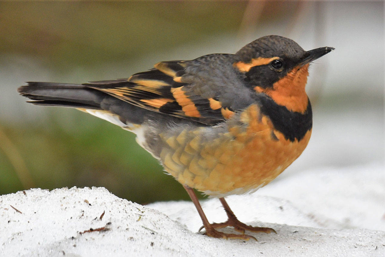 Varied thrush flock to Vashon’s damp, shady woods in the winter. They are commonly observed in high numbers during the annual Vashon Audubon Christmas Bird Count (Jim Diers Photo).