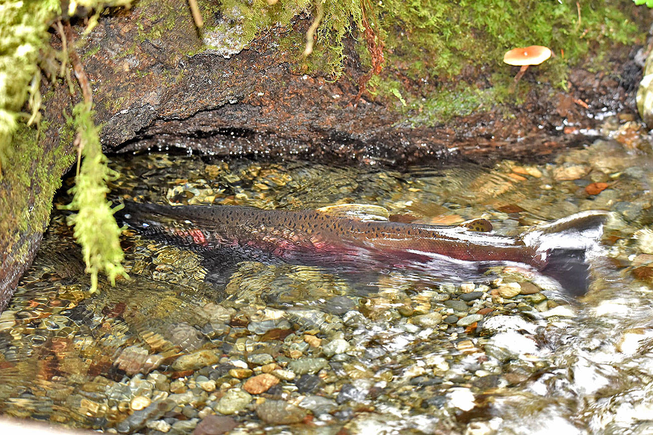 Island salmon spawning delayed | Vashon-Maury Island Beachcomber