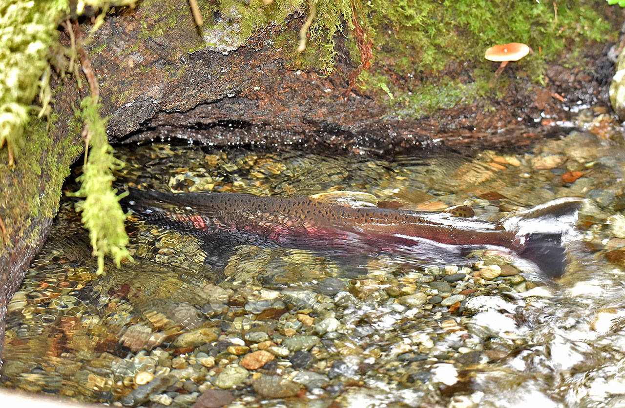 Spawning Coho salmon return to Shinglemill Creek on November 14th to spawn in the cavity of a fallen tree. The return of salmon to Vashon’s creeks was delayed this autumn because of an unusual dry spell (Jim Diers Photo).