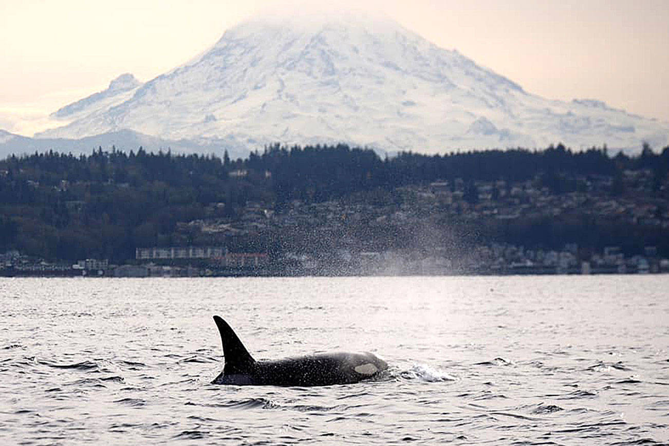 Kelly Keenan/Vashon Nature Center Photo                                One of the J Pod orcas, named Hy’Shqa, swims in the Puget Sound last week with Mount Rainier in the background.