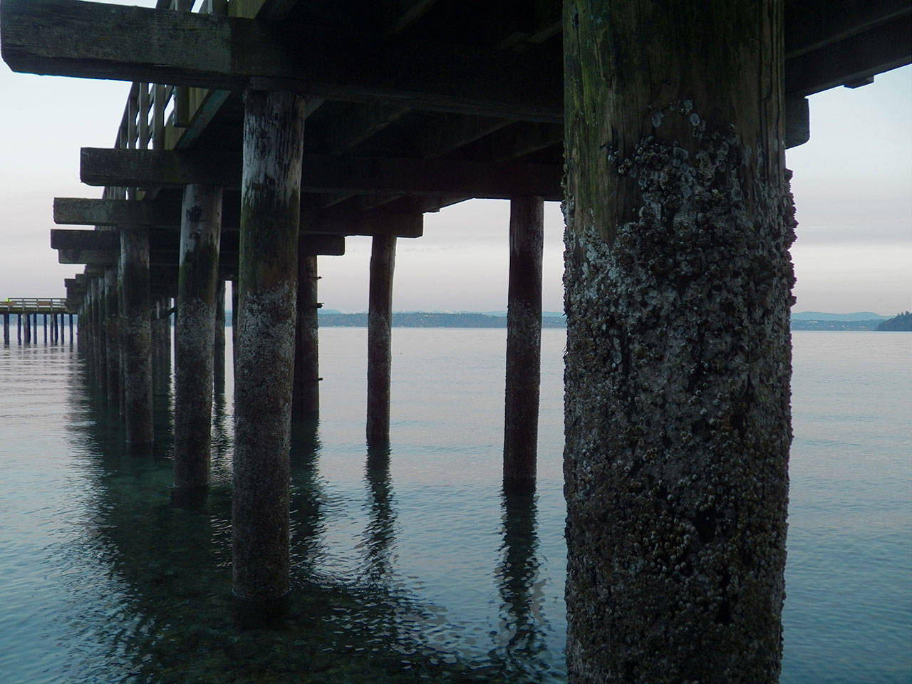 Nearly a dozen pilings underneath the Tramp Harbor dock were cited in a 2015 report as being compromised (Paul Rowley/Staff Photo).