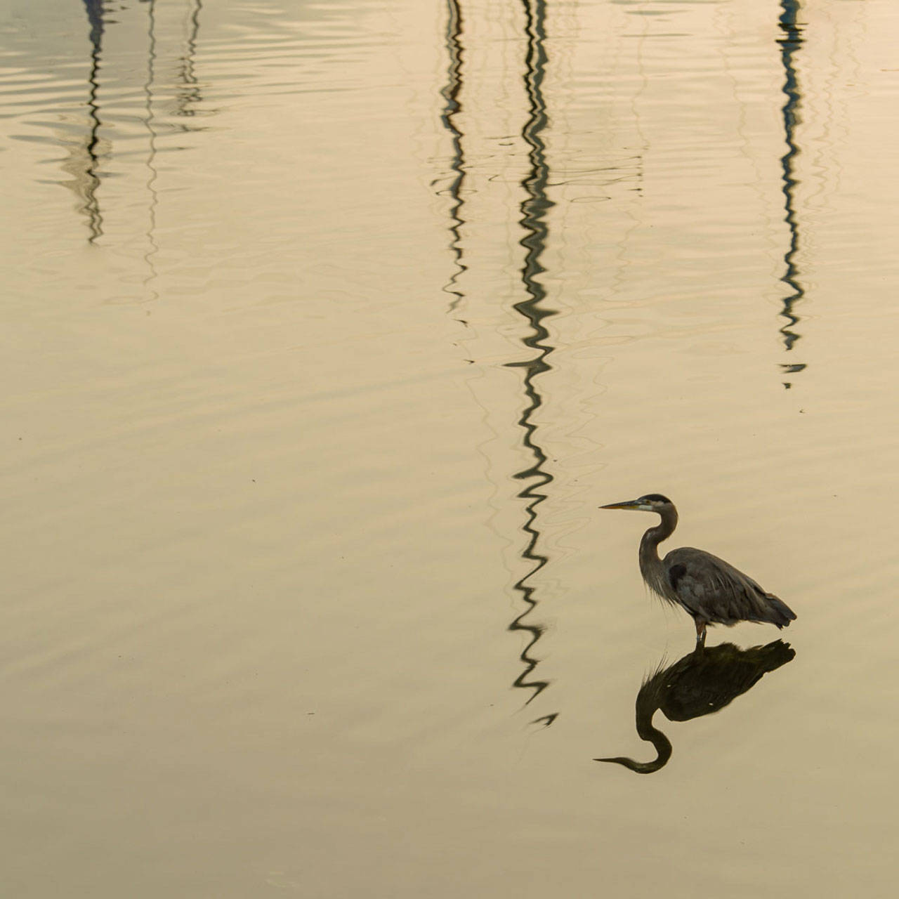 Michael Elenko’s “Blue Heron Port of Call” is on view at Vashon Center for the Arts (Courtesy Photo).