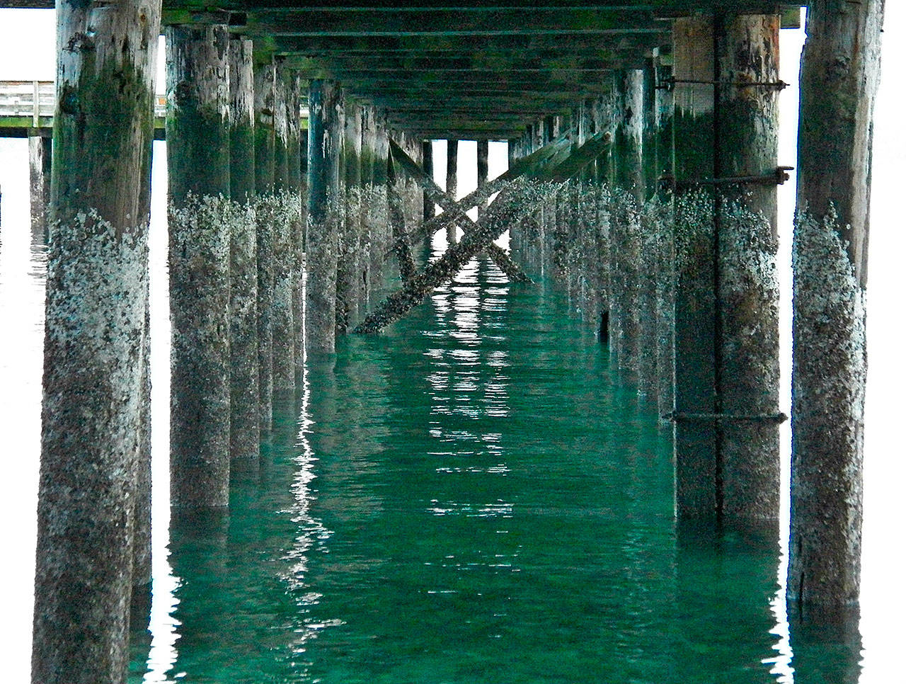 The pilings under the Tramp Harbor dock have been evaluated in recent years and were found to be deteriorating (Paul Rowley/Staff Photo).